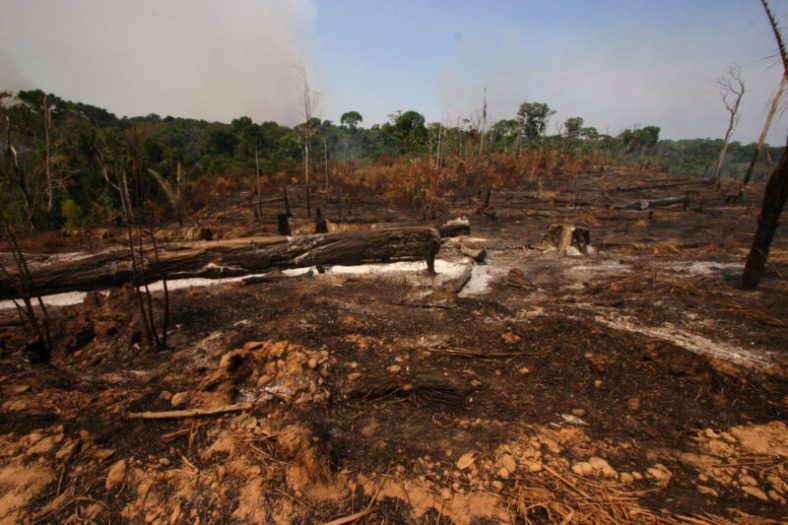 La selva amazónica está perdiendo su capacidad de recuperación tras la destrucción
