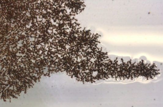 Unas sencillas reglas determinan cómo las balsas de hormigas de fuego flotantes cambian de forma con el tiempo